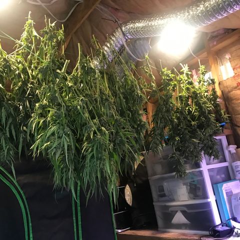 G13 fem mother Indica growlog timeline photo