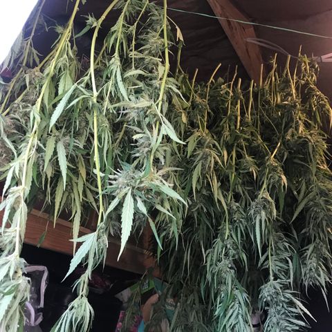 G13 fem mother Indica growlog timeline photo