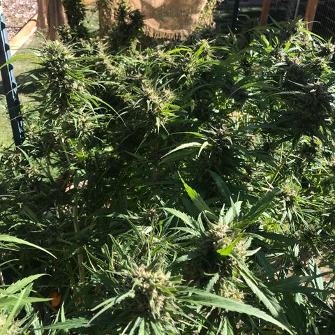 G13 fem mother Indica growlog timeline photo