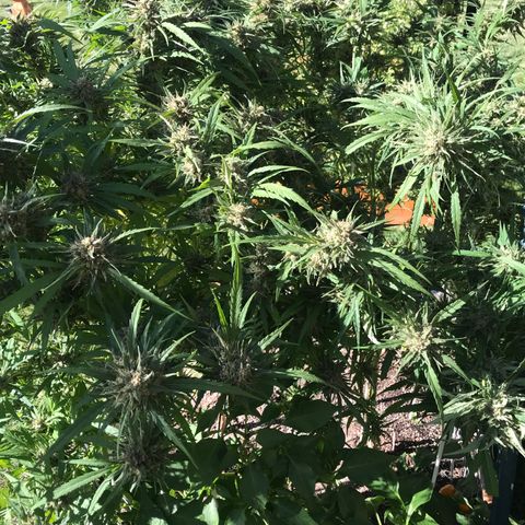 G13 fem mother Indica growlog timeline photo