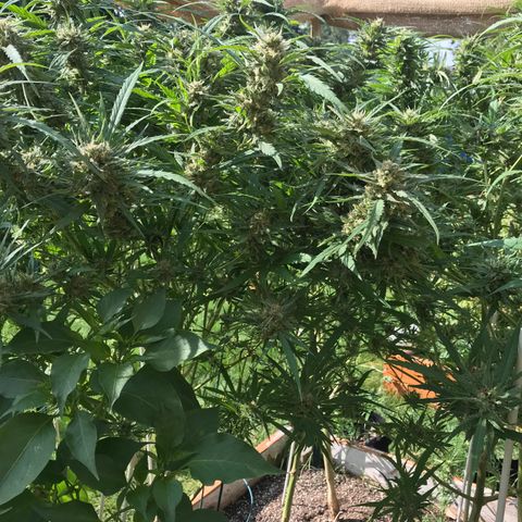 G13 fem mother Indica growlog timeline photo