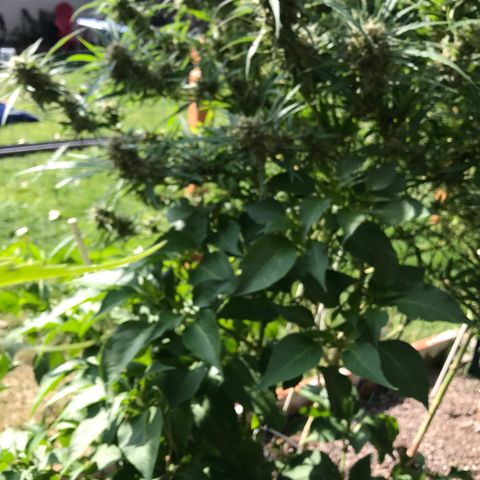 G13 fem mother Indica growlog timeline photo
