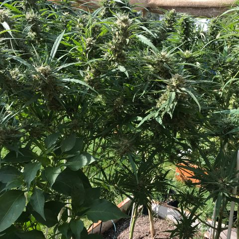 G13 fem mother Indica growlog timeline photo
