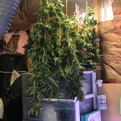 G13 fem mother Indica growlog timeline photo