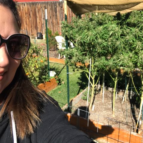 G13 fem mother Indica growlog timeline photo