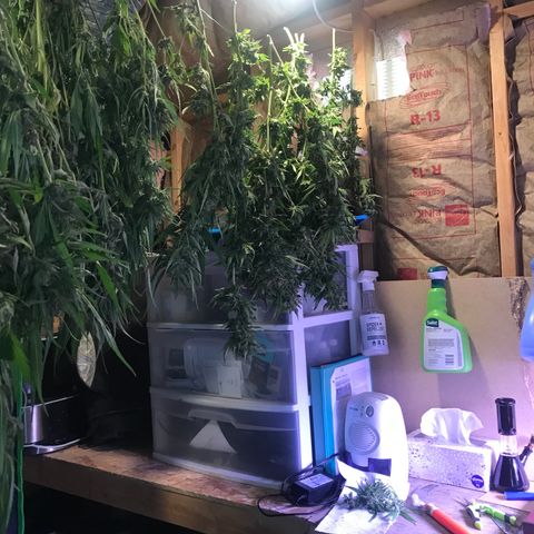 G13 fem mother Indica growlog timeline photo