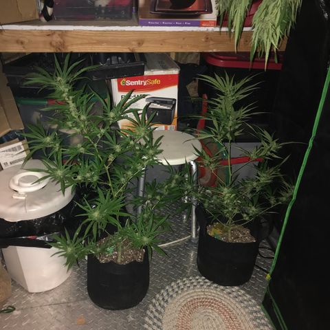 G13 fem mother Indica growlog timeline photo