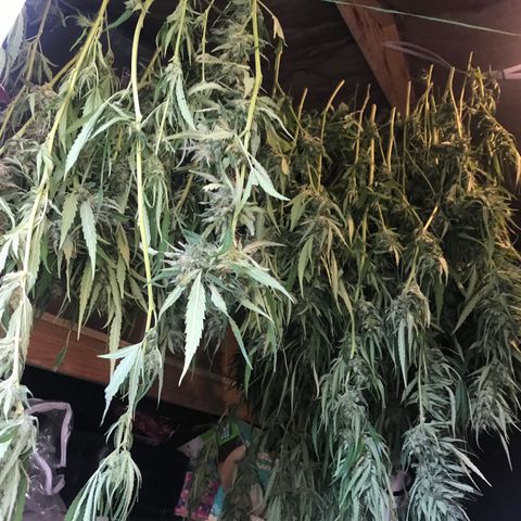 G13 fem mother Indica growlog timeline photo