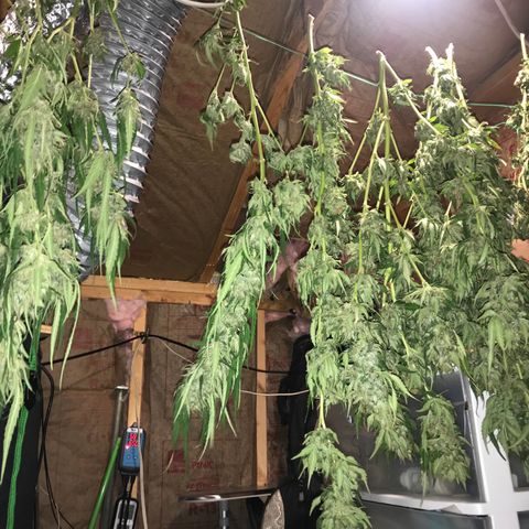 G13 fem mother Indica growlog timeline photo