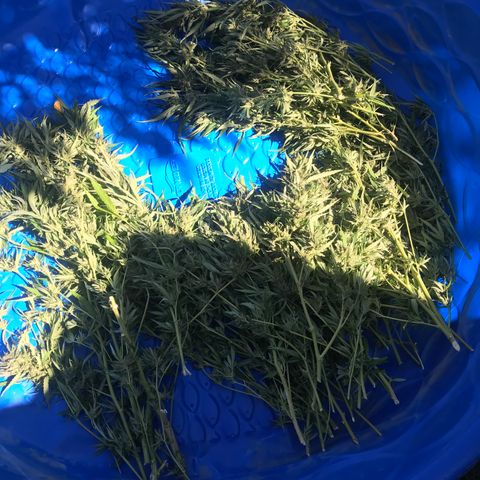 G13 fem mother Indica growlog timeline photo