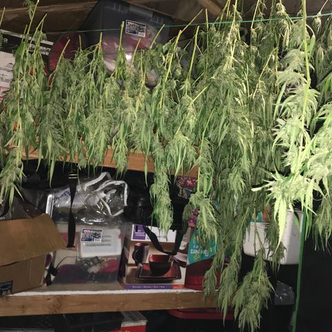 G13 fem mother Indica growlog timeline photo