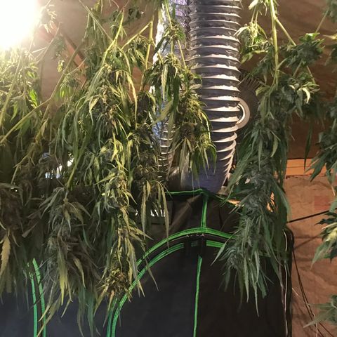 G13 fem mother Indica growlog timeline photo