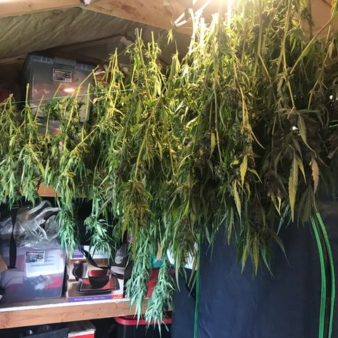 G13 fem mother Indica growlog timeline photo