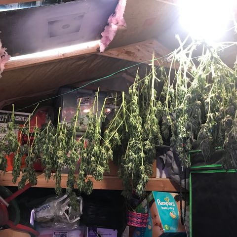 G13 fem mother Indica growlog photo: Trim 