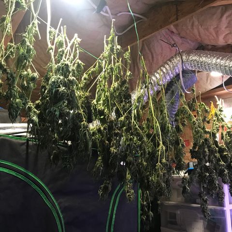 G13 fem mother Indica growlog photo: Trim 