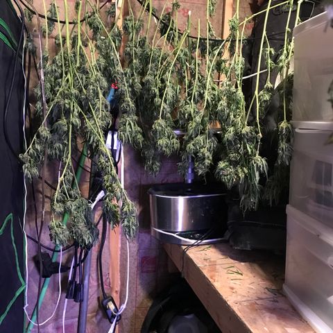 G13 fem mother Indica growlog photo: Trim 