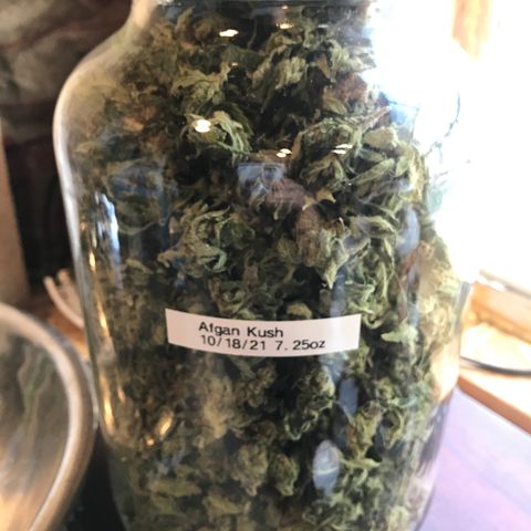 Afghan fem growlog timeline photo