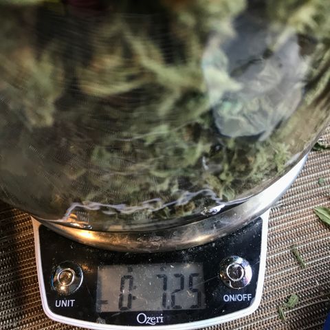 G13 fem mother Indica growlog timeline photo