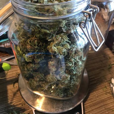 G13 fem mother Indica growlog timeline photo