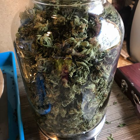 G13 fem mother Indica growlog timeline photo