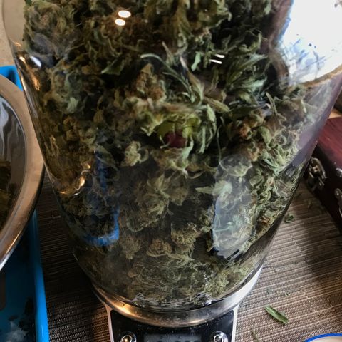 G13 fem mother Indica growlog timeline photo