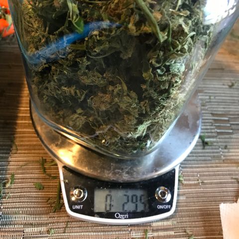 G13 fem mother Indica growlog timeline photo