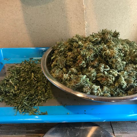 G13 fem mother Indica growlog timeline photo