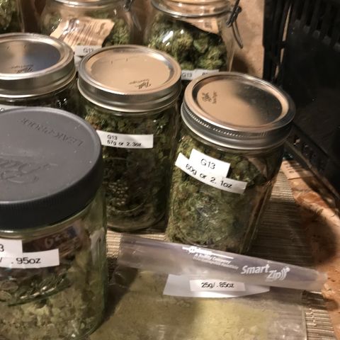 G13 fem mother Indica growlog timeline photo