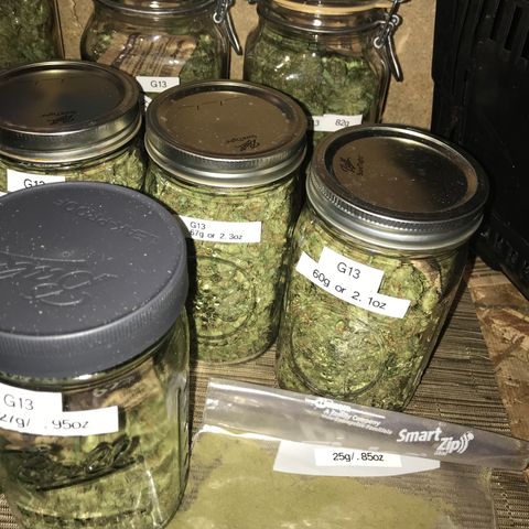 G13 fem mother Indica growlog timeline photo