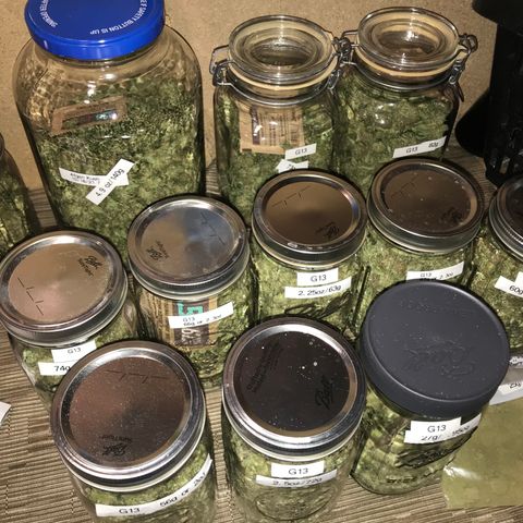 G13 fem mother Indica growlog timeline photo