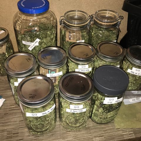 G13 fem mother Indica growlog timeline photo