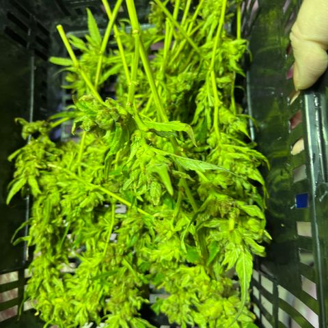 G13 fem mother Indica growlog timeline photo