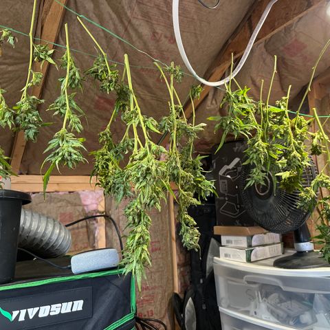 G13 fem mother Indica growlog timeline photo