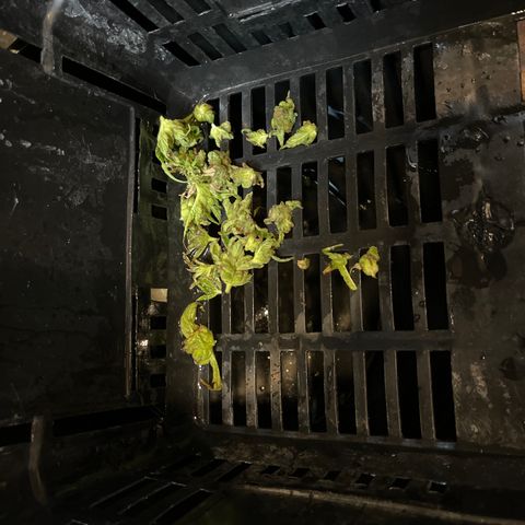 G13 fem mother Indica growlog timeline photo