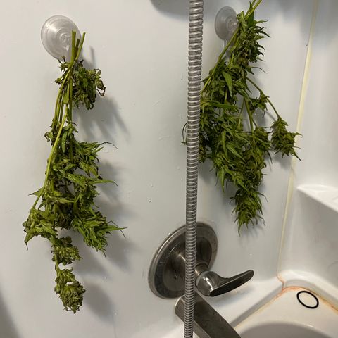 G13 fem mother Indica growlog timeline photo