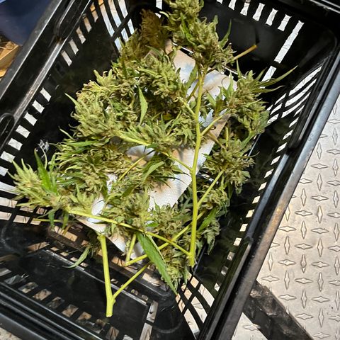 G13 fem mother Indica growlog timeline photo