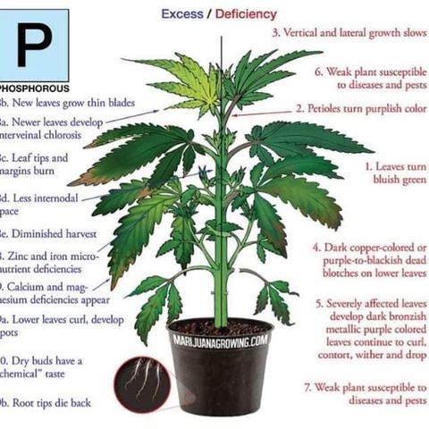 G13 fem mother Indica growlog timeline photo