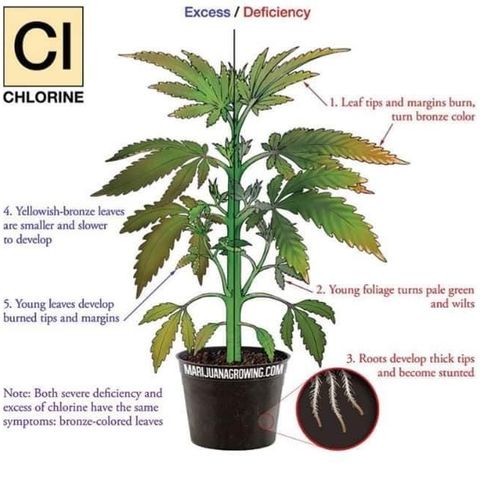 G13 fem mother Indica growlog timeline photo