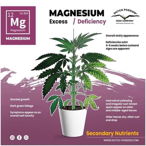 G13 fem mother Indica growlog timeline photo