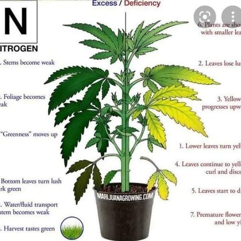 G13 fem mother Indica growlog timeline photo