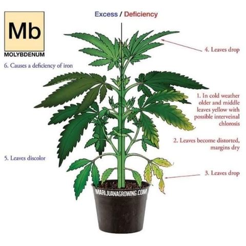 G13 fem mother Indica growlog timeline photo