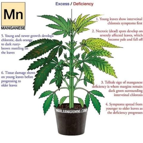 G13 fem mother Indica growlog timeline photo