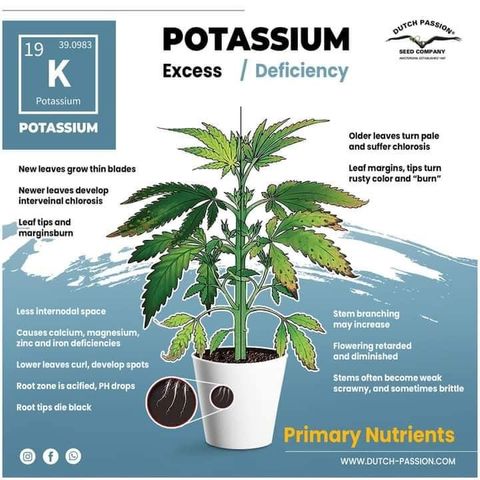 G13 fem mother Indica growlog timeline photo