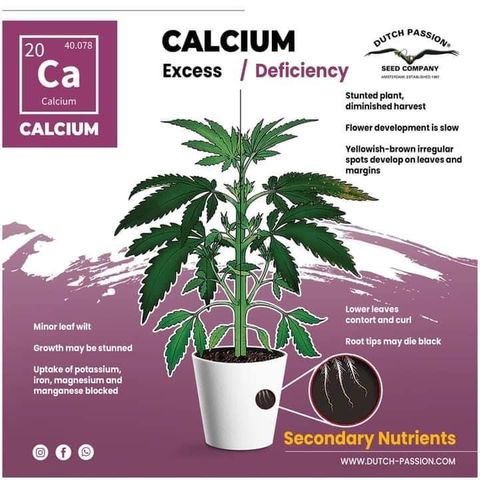 G13 fem mother Indica growlog timeline photo
