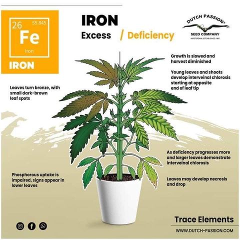 G13 fem mother Indica growlog timeline photo