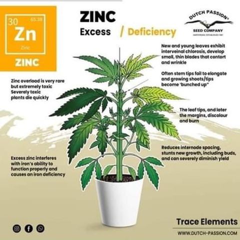 G13 fem mother Indica growlog timeline photo