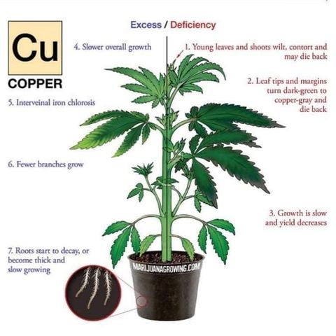 G13 fem mother Indica growlog timeline photo