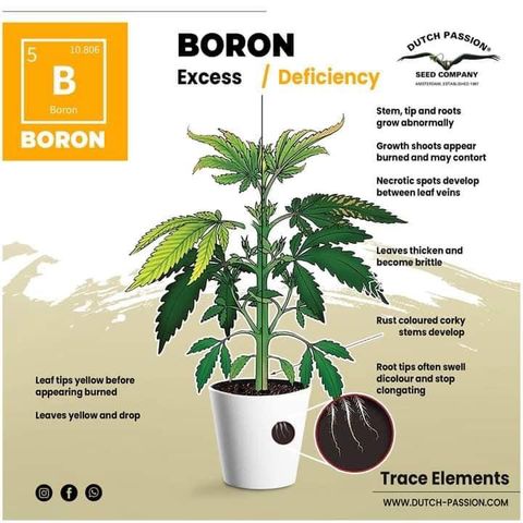 G13 fem mother Indica growlog timeline photo