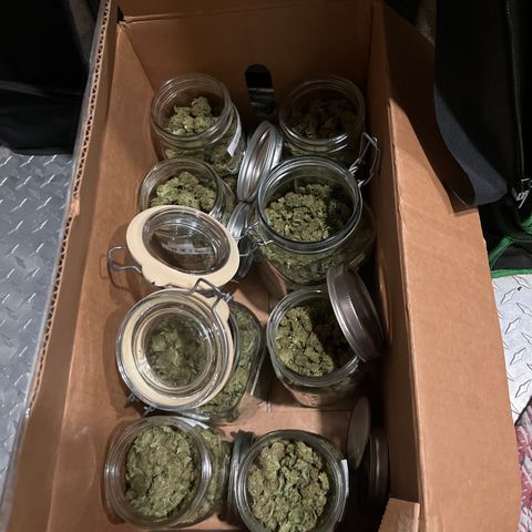 G13 fem mother Indica growlog timeline photo