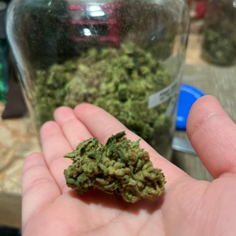 G13 fem mother Indica growlog timeline photo